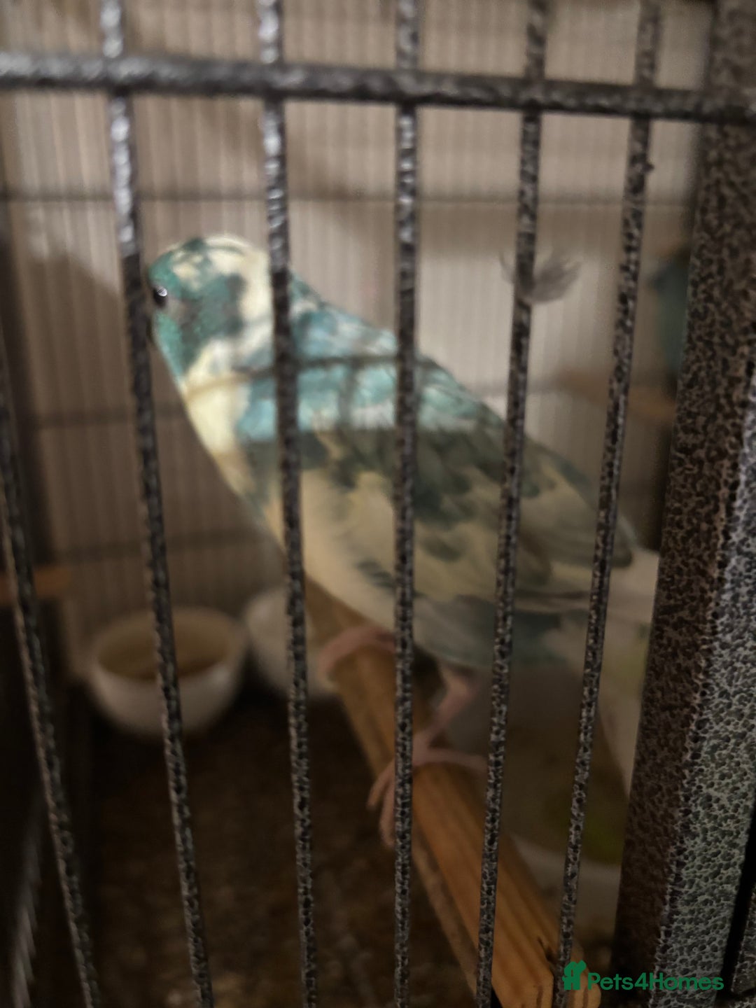 Parakeets birds for sale: Kakariki  - Advert 5