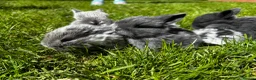 Mini Lop rabbits for sale: 2 Blue Baby Mini Lops - Advert 26