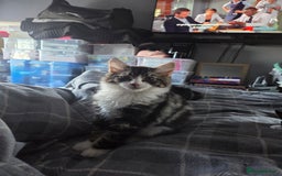 Mixed Breed cats for sale: Fluffy kitten for forever home - Advert 6