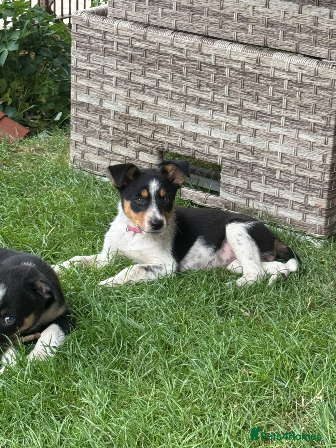 Border Collie dogs for sale: Border collie pups ready to leave now - Advert 2