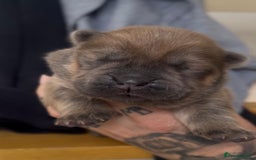 Chow Chow dogs for stud: Rare Smooth Coat Blue Merle for Stud - Advert 9