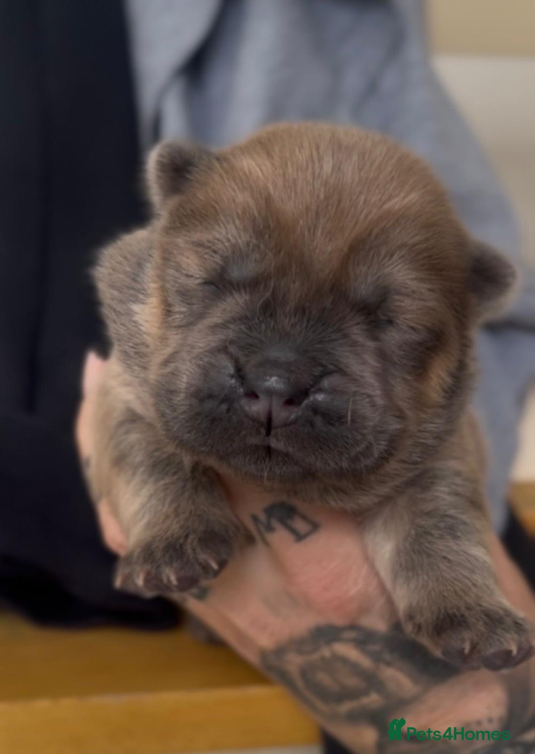 Chow Chow dogs for stud: Rare Smooth Coat Blue Merle for Stud - Advert 9