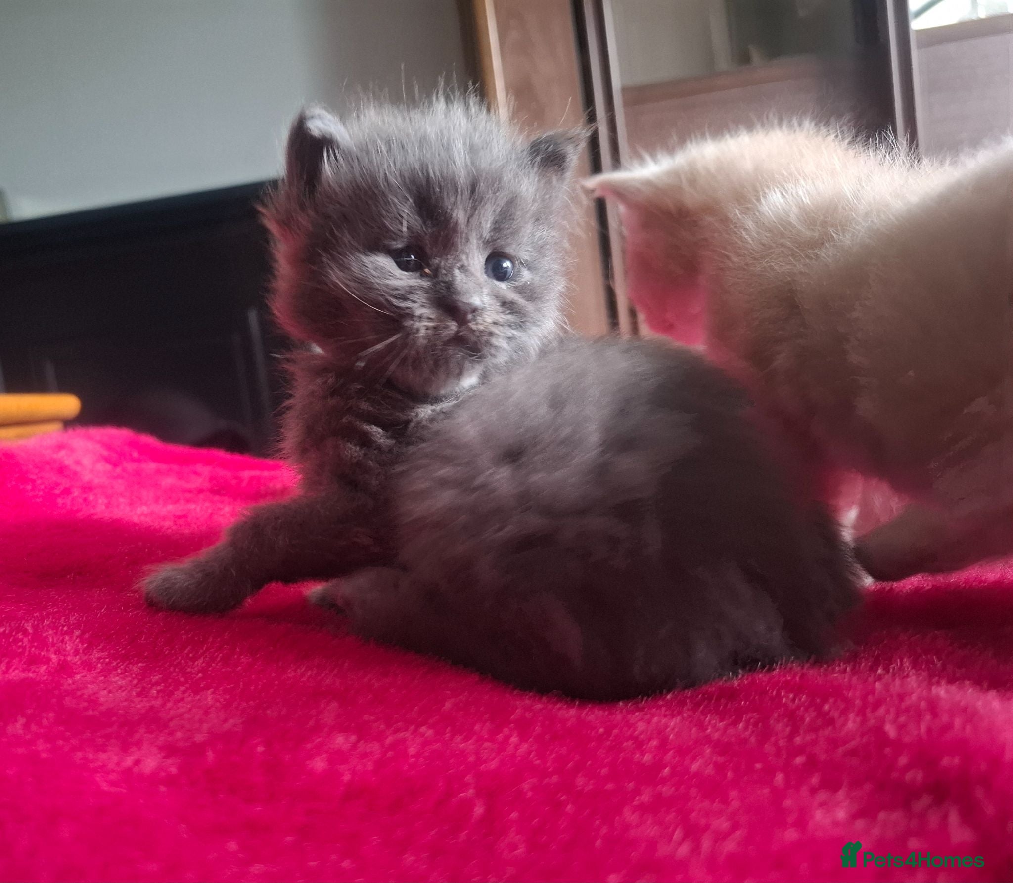 Maine Coon cats Tica registered Maine coon kittens - Advert 1