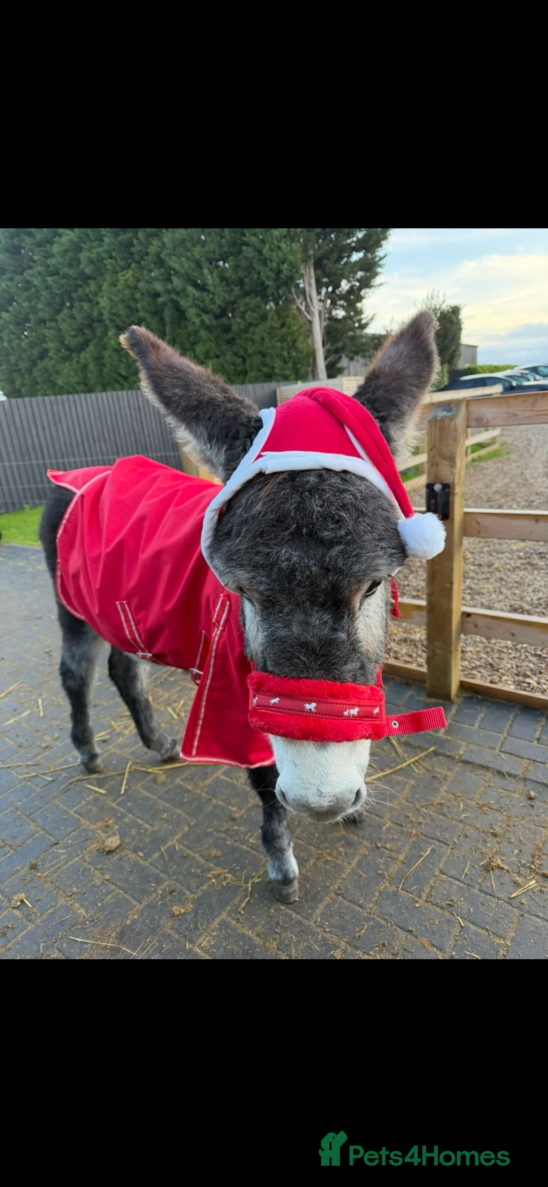 Donkey livestock for sale: Miniature Donkey Asher and his best friend Muimui - Advert 2