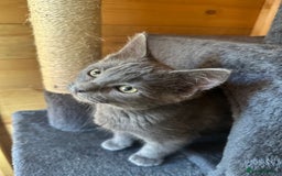 Ragdoll cats for sale: Ragdolls for sale  - Image 9