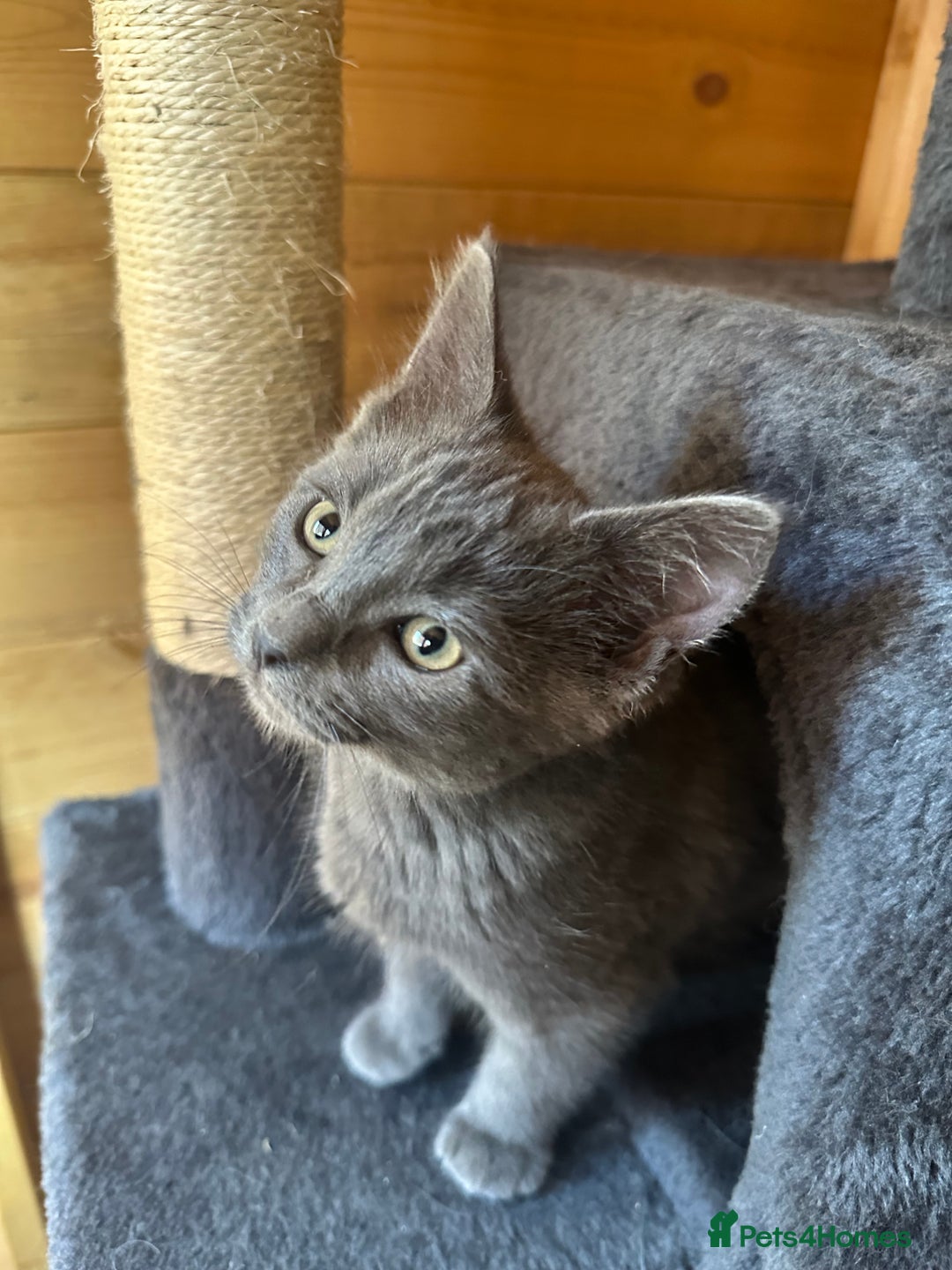 Ragdoll cats for sale: Ragdolls for sale  - Image 9