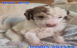 Standard Poodle dogs for sale: KC reg Brown Parti & phantom Standard Poodle pups - Image 31