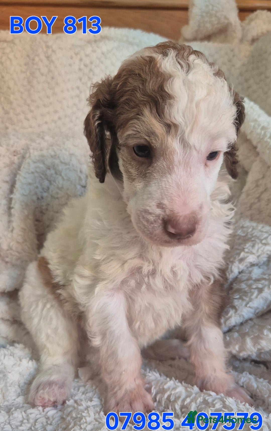 Standard Poodle dogs for sale: KC reg Brown Parti & phantom Standard Poodle pups - Image 31