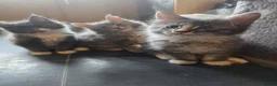 Maine Coon cats for sale:  Maine Coon Kittens Champion Bloodline  - Advert 7
