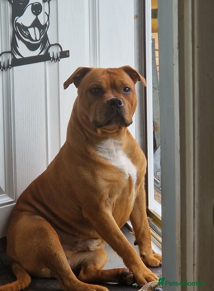Staffordshire Bull Terrier dogs for sale: 18 mnth Staffordshire bull terrier in Carlisle - Advert 1