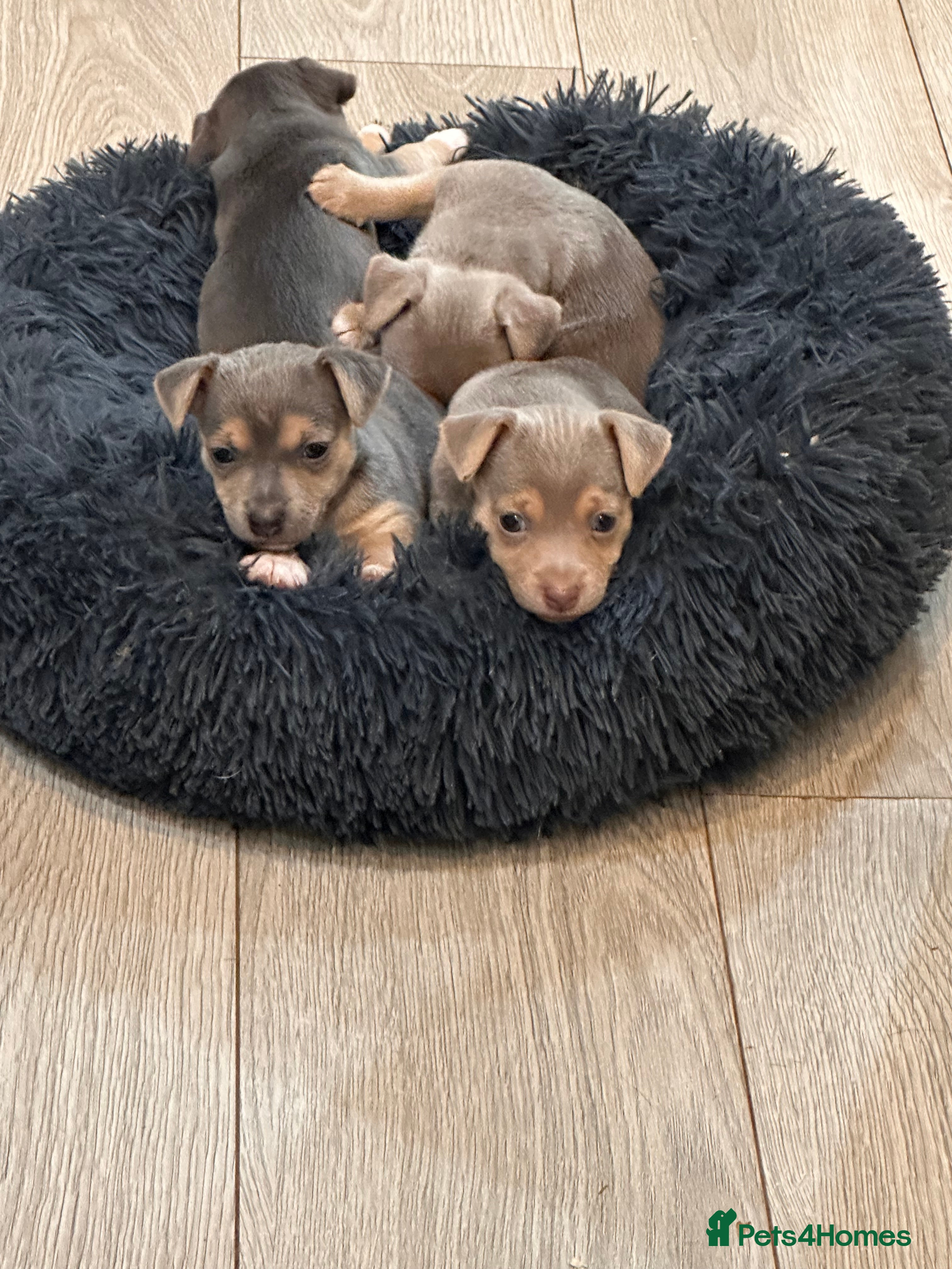 Jack Russell dogs Blue/tan and lilac Jack Russell Puppies - Advert 10