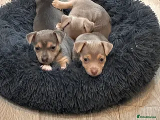 Jack Russell dogs Blue/tan and lilac Jack Russell Puppies - Advert 4