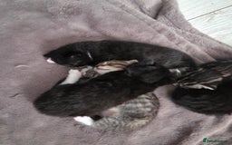 Mixed Breed cats for sale: Half ragdoll georous and playful kittens - Image 3