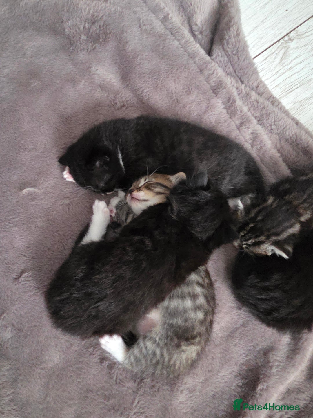 Mixed Breed cats for sale: Half ragdoll georous and playful kittens - Image 3