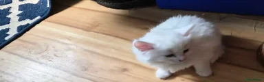 Ragdoll 2