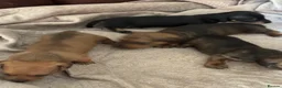 Miniature Dachshund dogs for sale: Red brindle miniature smooth dachshunds  in Swindon - Advert 18