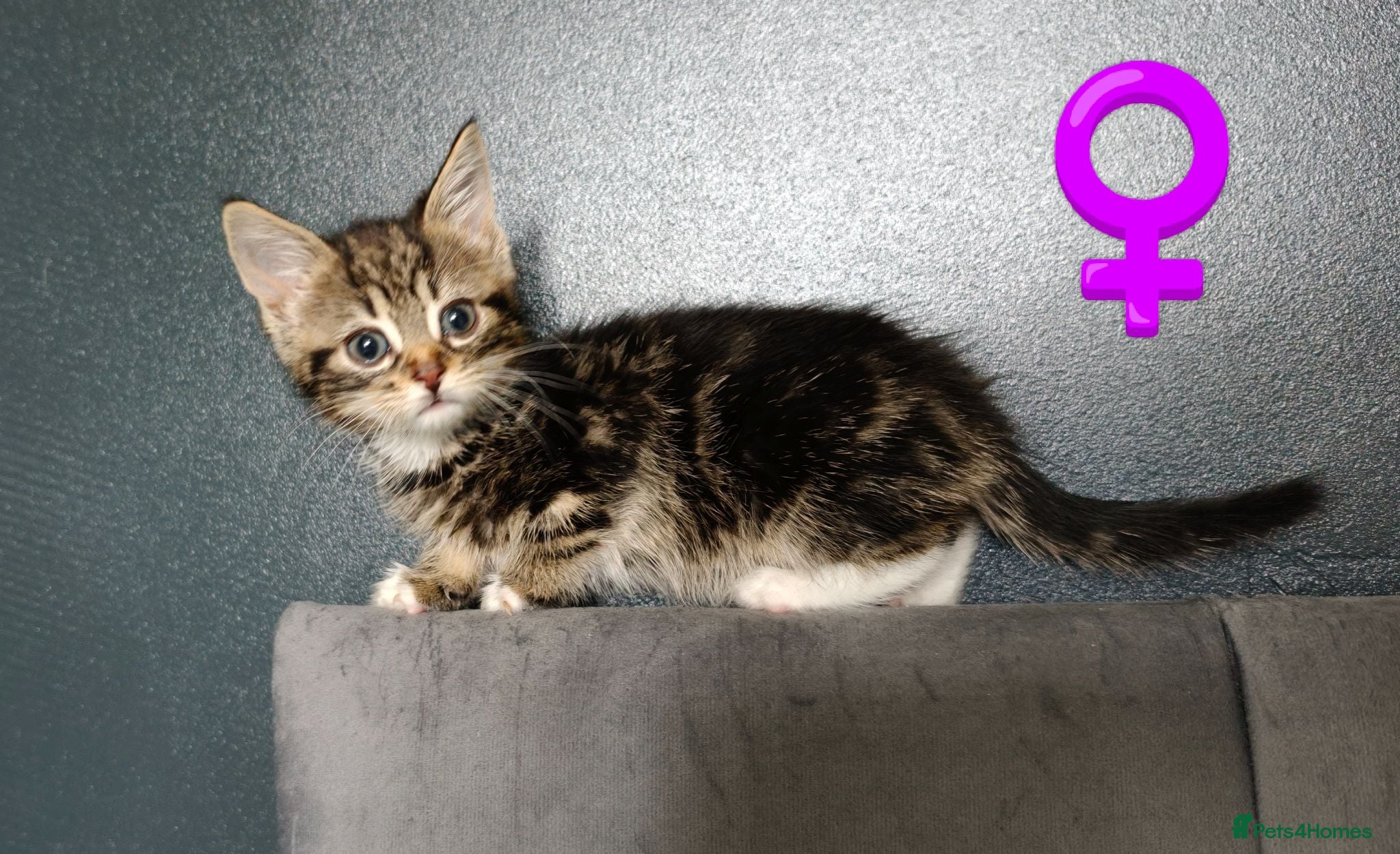 Mixed Breed cats Beautiful kittens £80 each  - Advert 15