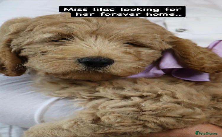 Labradoodle dogs - Advert 1