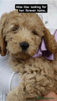 Labradoodle dogs - Advert 2