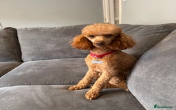 Miniature Poodle dogs for sale: Miniature Poodle male 2.5 years old - Image 1