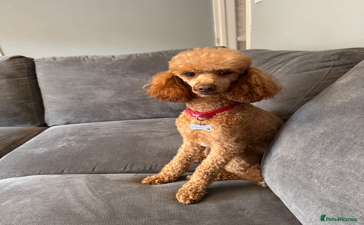 Miniature Poodle dogs - Advert 2