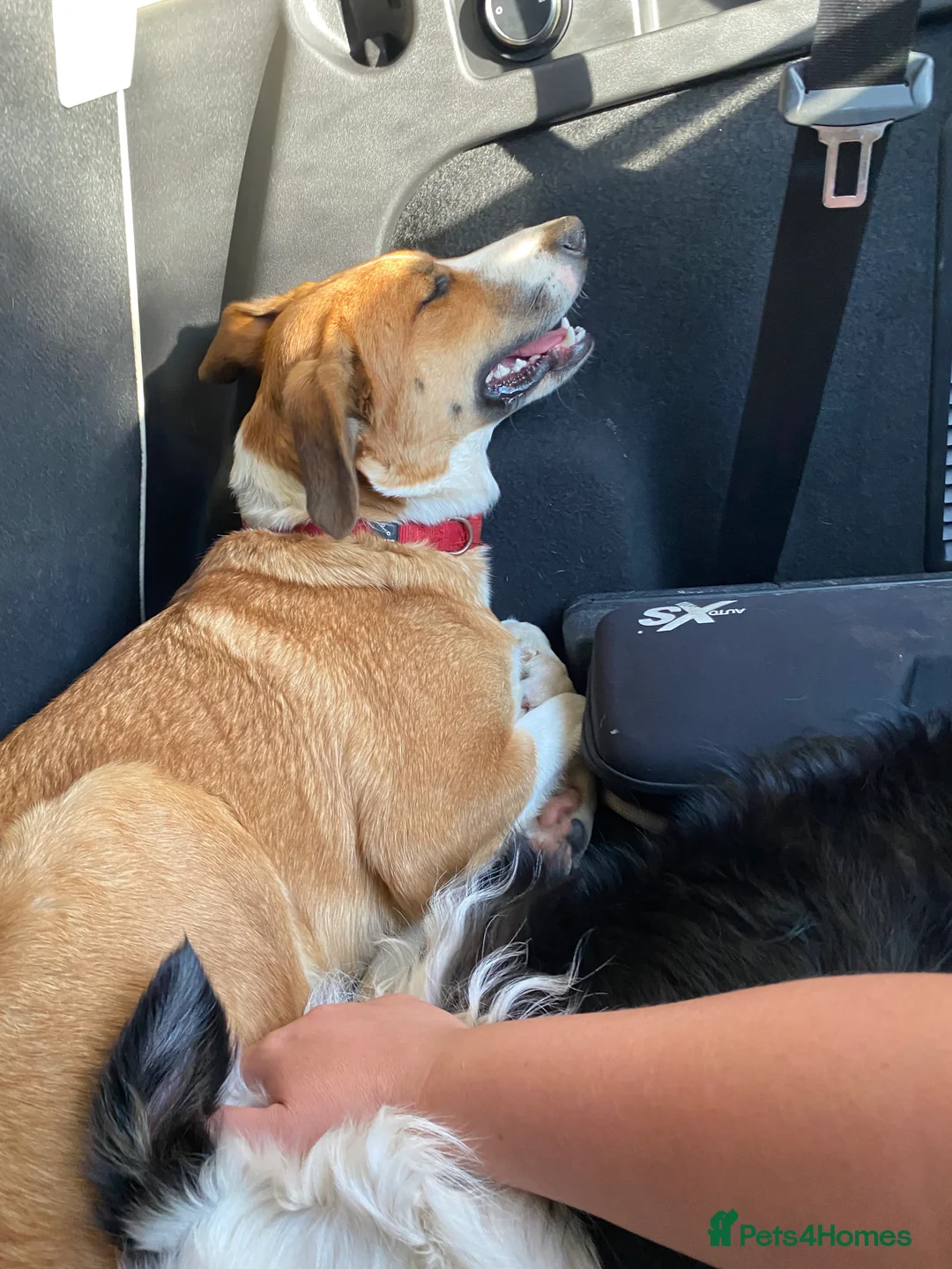 Mixed Breed dogs for sale: Border Collie/Huntaway cross - Advert 5