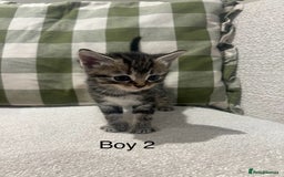 Mixed Breed cats for sale: Beautiful mixed part Siamese kittens  - Image 8