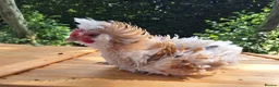 Chickens poultry for sale: Frizzle and Brahma Cockerels 10 weeks old for sale - Advert 8