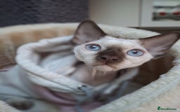 Devon Rex cats for sale: Nico boy with blue eyes - Image 1