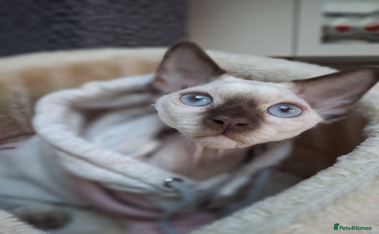 Devon Rex cats - Advert 1