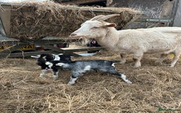 Goats livestock for sale: Pygmy X - Image 16