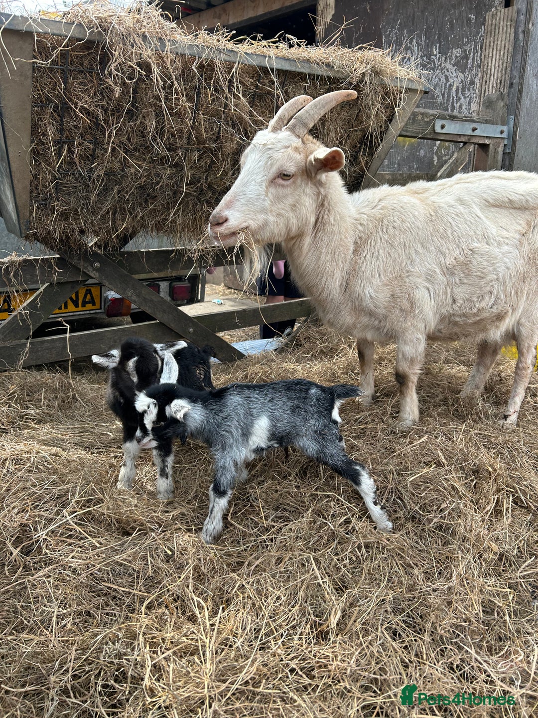 Goats livestock for sale: Pygmy X - Image 16