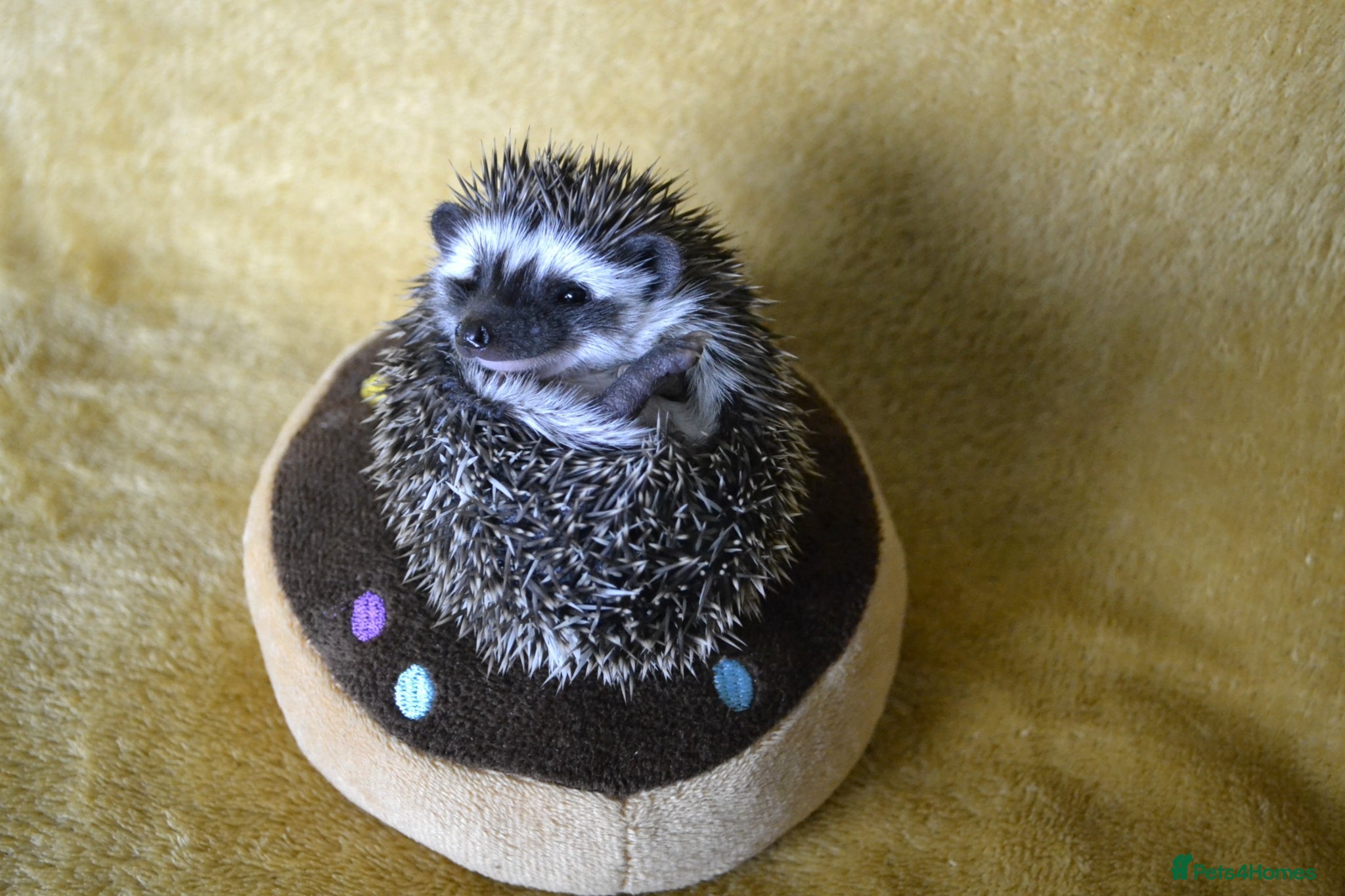 Pygmy Hedgehog rodents Pygmy hedgehogs, 1 boy left - Advert 2