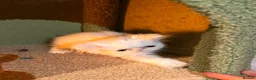 Persian cats for sale: cute Persian kittens looking for a home  in Hounslow - Advert 31