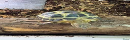 Tortoise reptiles for sale: Female tortoise very friendly  in Walsall - Advert 4