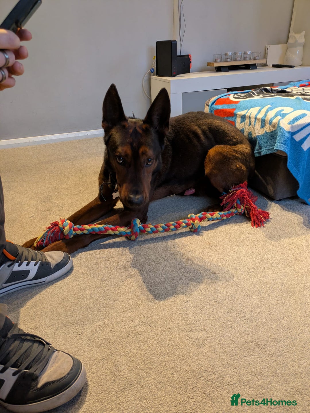 Chinese Red Dog dogs for sale: Looking for a new home. - Advert 8