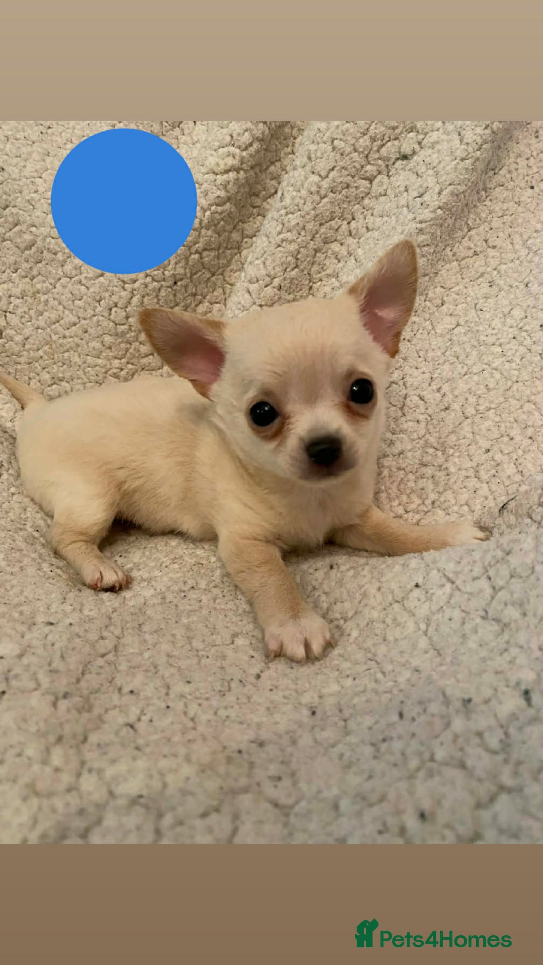 Chihuahua dogs for sale: chihuahua puppies - Advert 4
