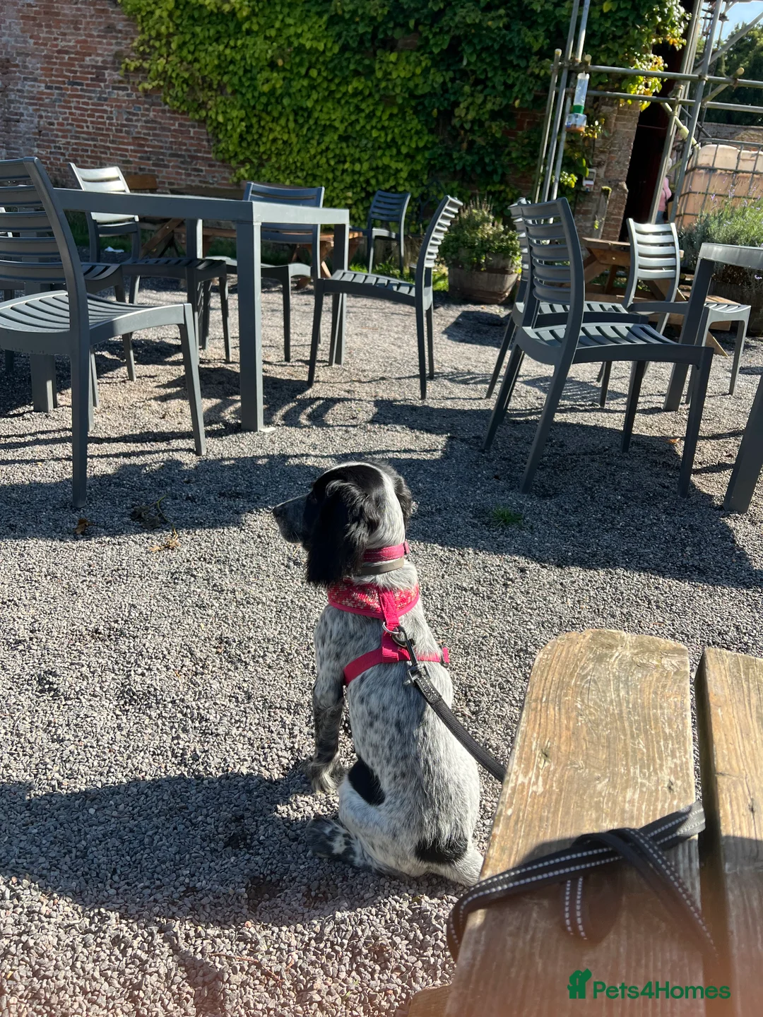 Cocker Spaniel dogs for sale: Beautiful Blue Roan Cocker Spaniel (working line) - Advert 5