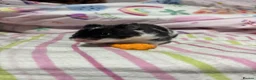 Hamster rodents for sale: Female pedigree hamster with cage  - Advert 10