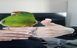Parakeets birds for sale: Hand tamed Kakariki  - Image 1