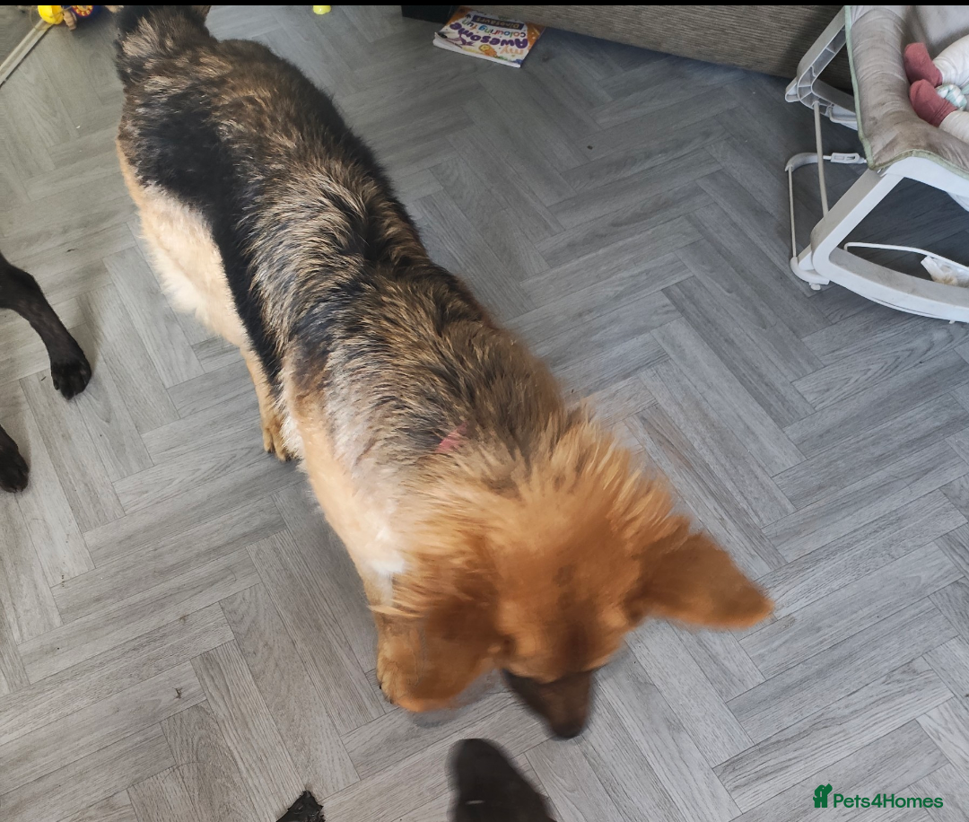 German Shepherd dogs for sale: Female German shepherd  - Advert 2