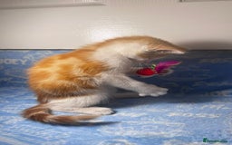 Mixed Breed cats for sale: 3 Lovely Kittens - Image 9
