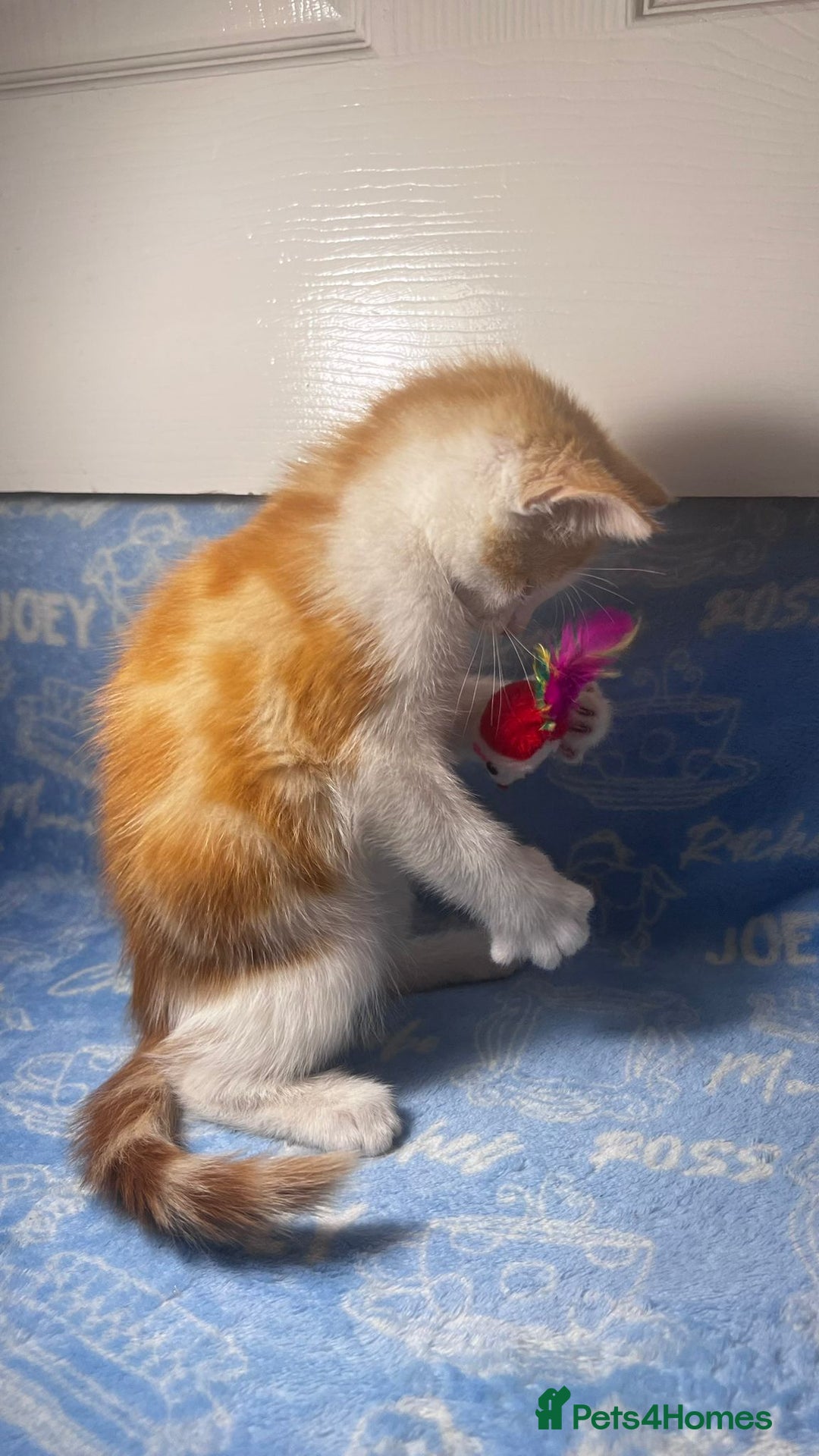 Mixed Breed cats for sale: 3 Lovely Kittens - Image 9