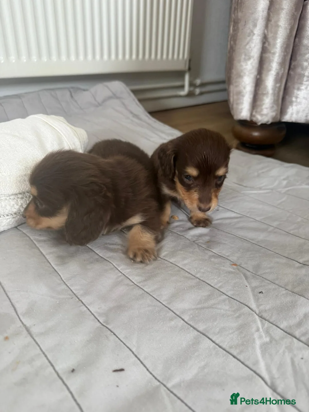 Miniature Dachshund dogs for sale: minature long haired dachshund puppies available  - Advert 5