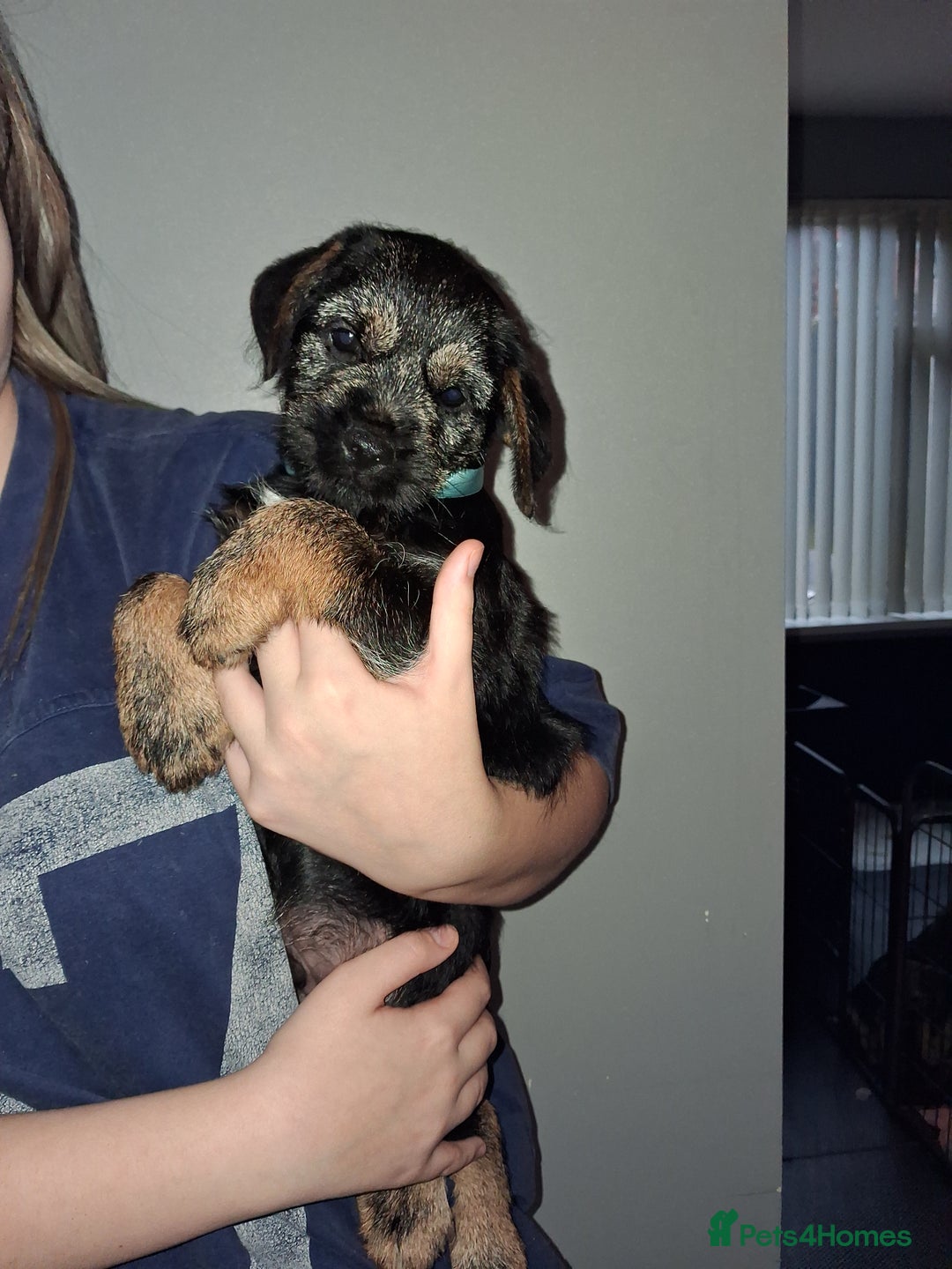 Border Terrier dogs for sale: Kc Reg Border Terrier Puppies  - Advert 8