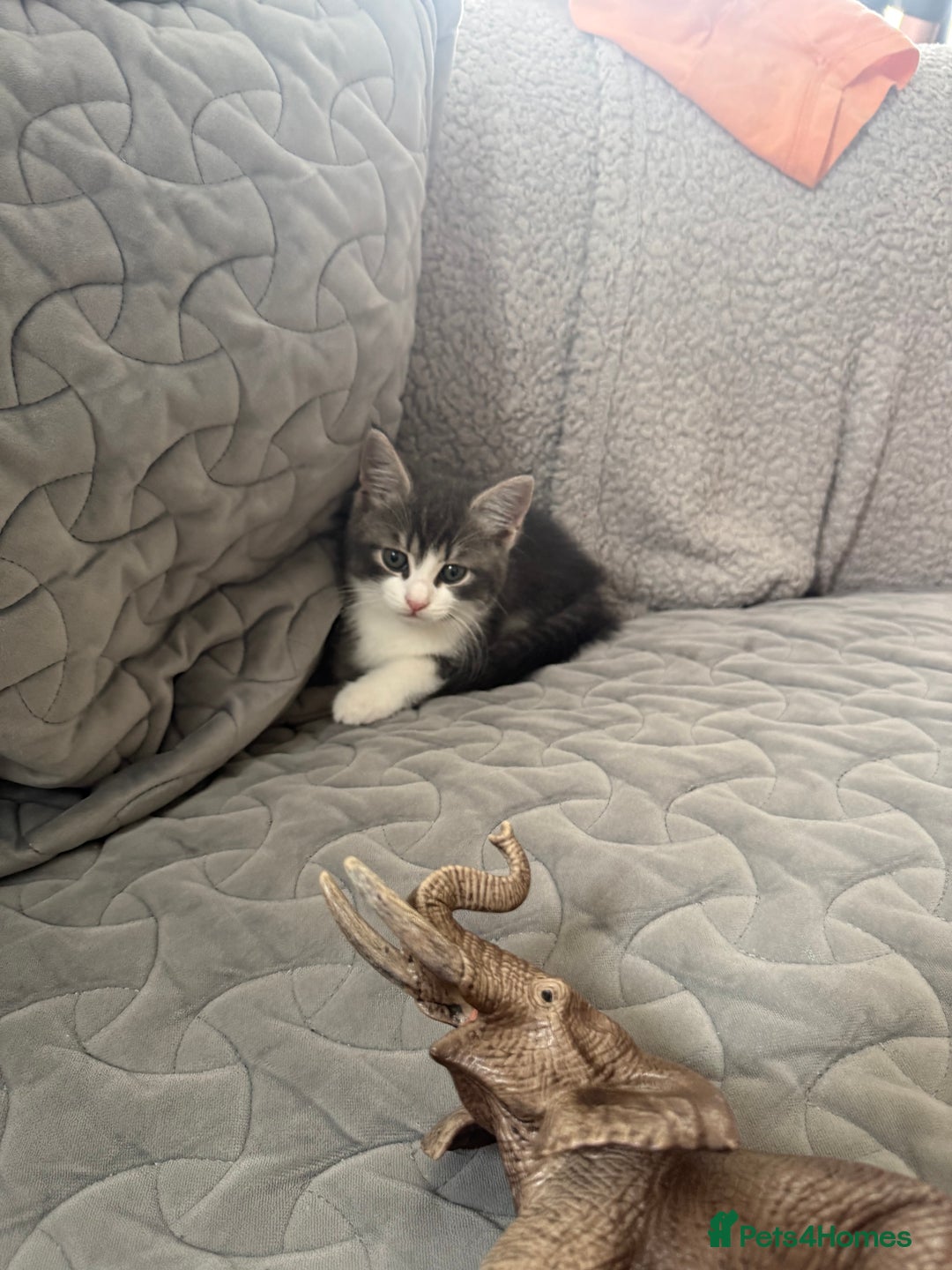 Mixed Breed cats for sale: Two lovely boys - Image 25