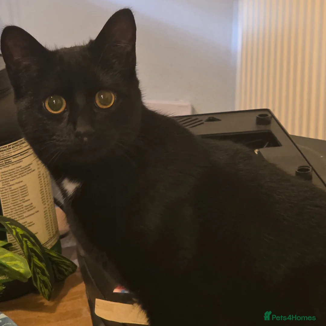 British Shorthair cats for sale: 7 month old kitten  in Worthing - Advert 2