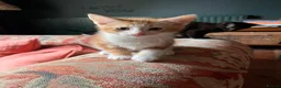 Mixed Breed cats for sale: Four varied mixed breed kittens - Advert 16