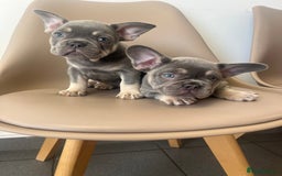 French Bulldog dogs for sale: 💕 READY NOW KC REGISTERED 💕 - Image 2