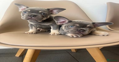 French Bulldog dogs - Advert 10